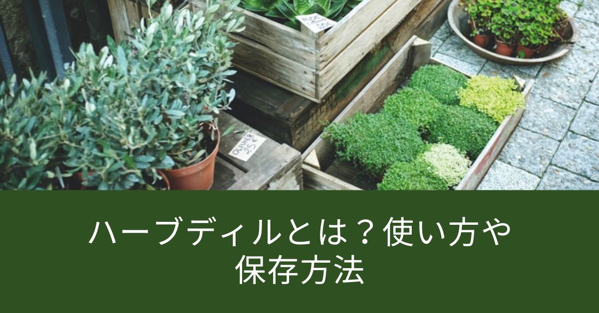 ハーブディルとは？使い方や保存方法とおすすめレシピを解説