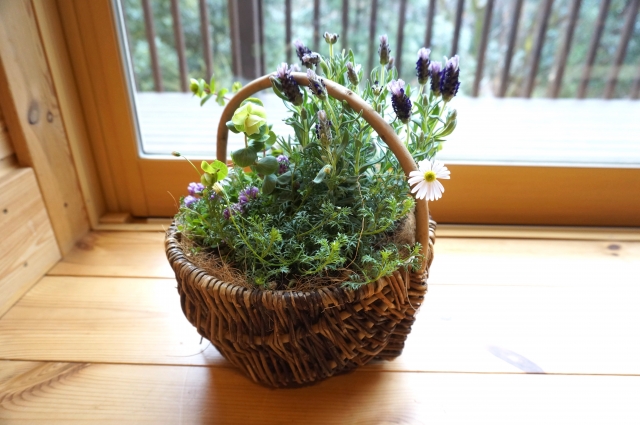 ラベンダーとカモミールを寄せ植えにできますか？