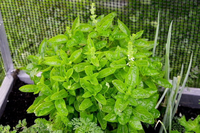 庭に植えてはいけないハーブとは