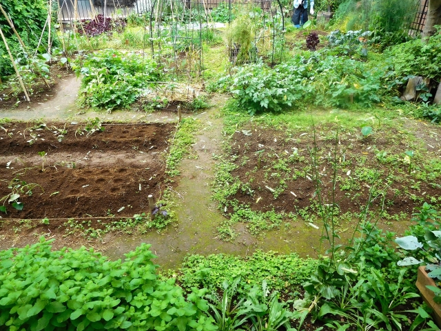ハーブ地植えで後悔しないために