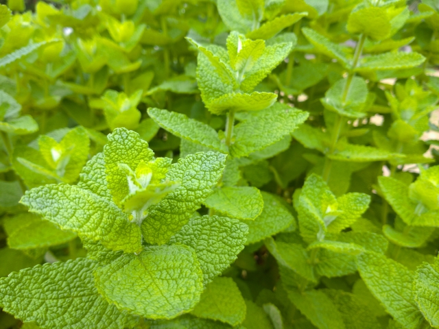 ハーブ地植え前に必要な準備とは