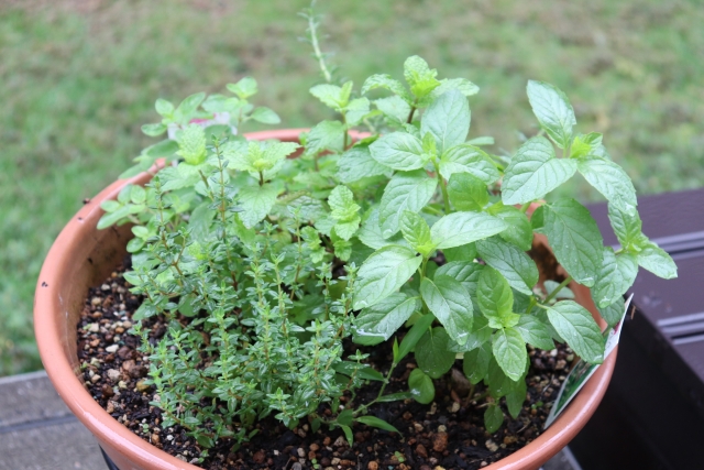 おしゃれに見せる寄せ植えの工夫