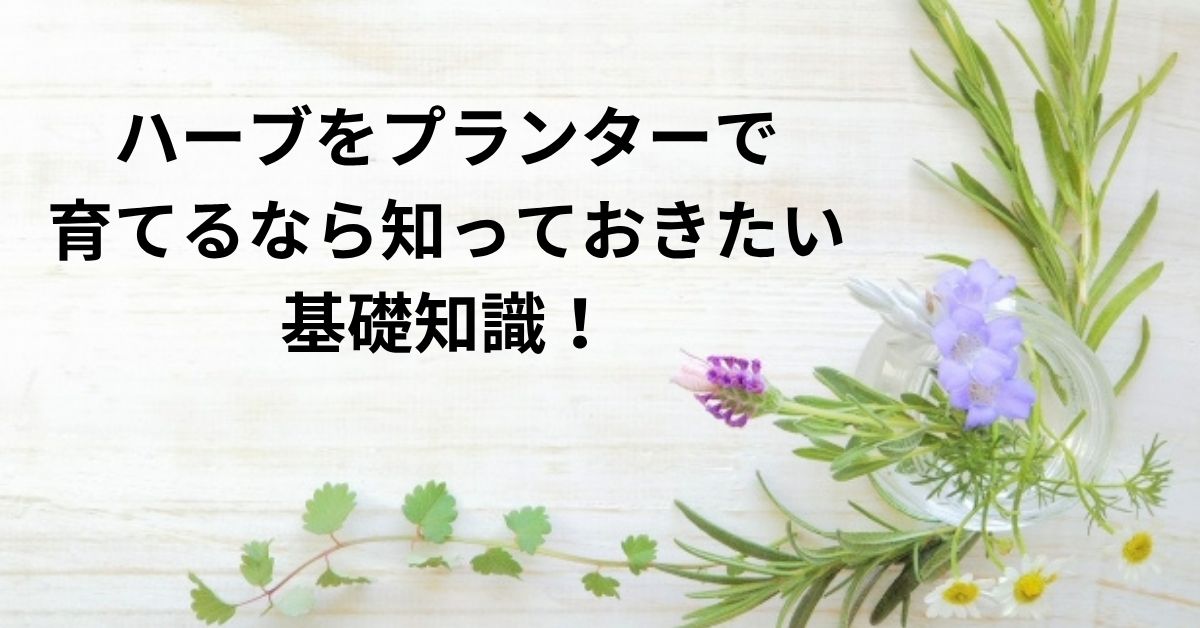 ハーブをプランターで育てるなら知っておきたい基礎知識！徹底ガイド
