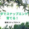 ベランダでスナップエンドウを育てる！簡単ステップガイド