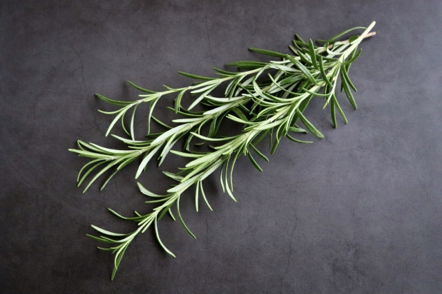 【実体験】虫に食べられないための簡単防虫策＆おすすめハーブ