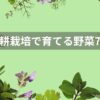 水耕栽培で育てる野菜7選｜やり方・失敗しないコツも紹介
