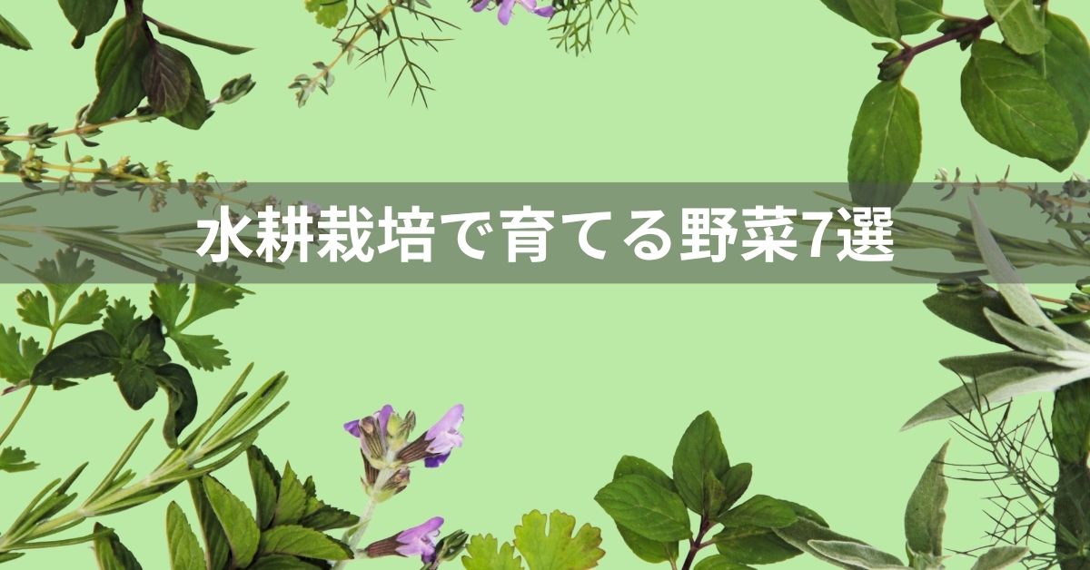 水耕栽培で育てる野菜7選｜やり方・失敗しないコツも紹介