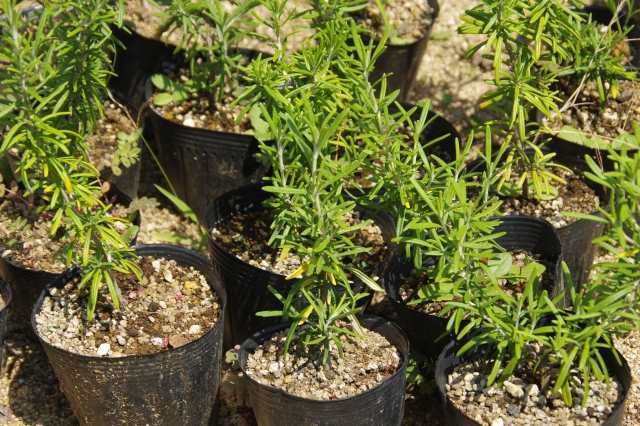 ローズマリーの販売形態と用途の違い【生／乾燥／苗】