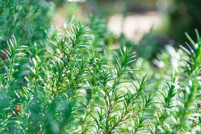ローズマリーを買いたいのに迷ってしまうあなたへ
