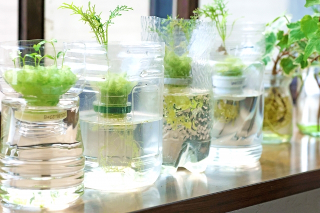 水耕栽培 野菜の育て方のコツ｜失敗しないポイント