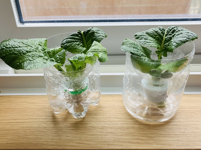 水耕栽培で育てた野菜の活用アイデア