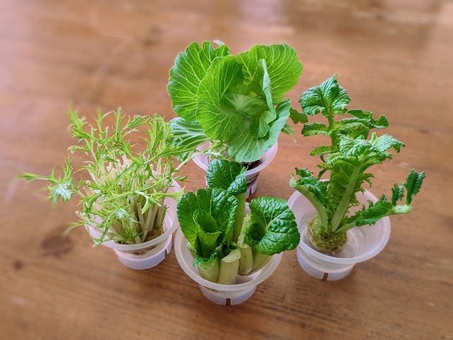 まとめ｜水耕栽培の野菜は自宅で簡単に育てられる！