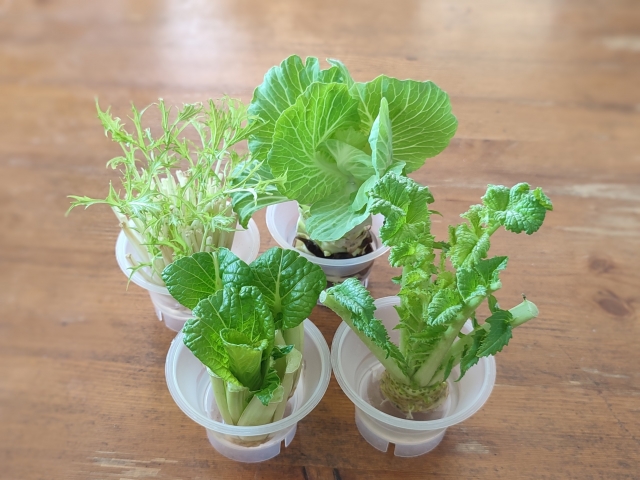 水耕栽培 野菜一覧｜まず知っておきたい基本情報