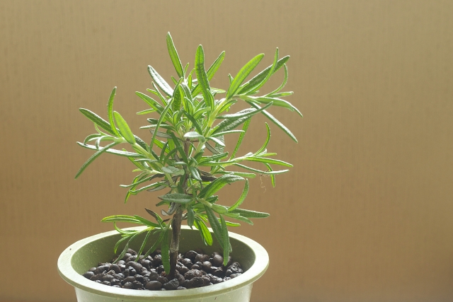 初心者でも絶対に失敗しにくいローズマリーの選び方（根・香り・品種）