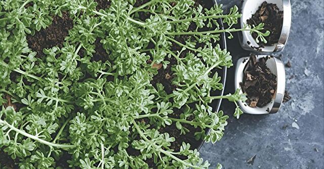 まとめ:手のひらサイズの庭からはじめよう