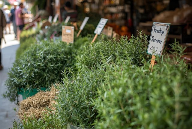 ローズマリーはどこで買える？購入場所ごとのメリデメ徹底比較