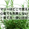 ローズマリーはどこで買える？初心者でも失敗しない選び方・育て方・使い方ガイド