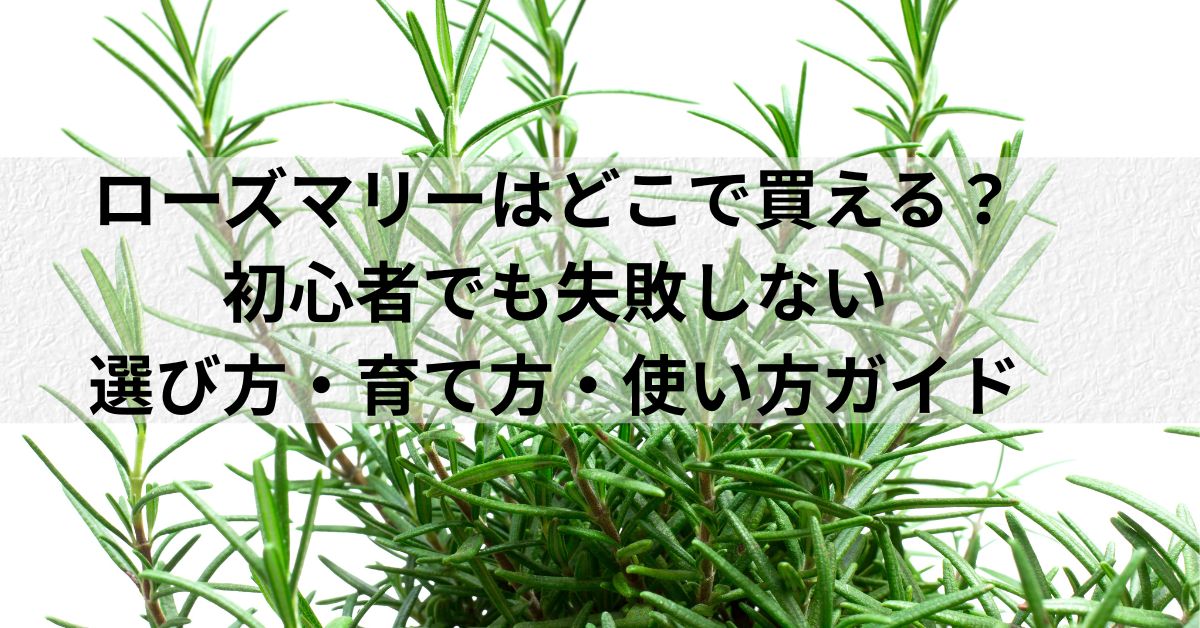 ローズマリーはどこで買える？初心者でも失敗しない選び方・育て方・使い方ガイド