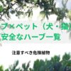 ハーブ×ペット（犬・猫）安全なハーブ一覧と注意すべき危険植物