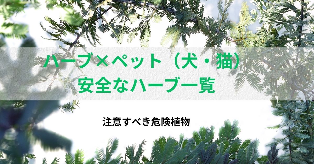 ハーブ×ペット（犬・猫）安全なハーブ一覧と注意すべき危険植物