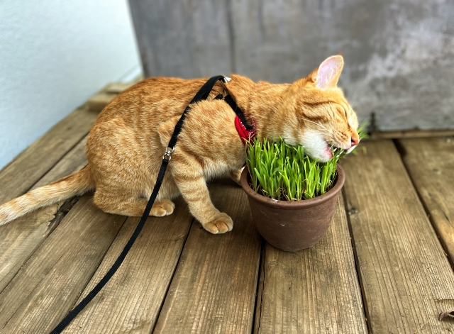 まとめ：ハーブと猫が寄り添う、健やかな暮らし