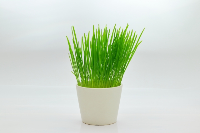 猫草の代わりになる！愛猫が食べても安心なハーブ5選と健康へのメリット