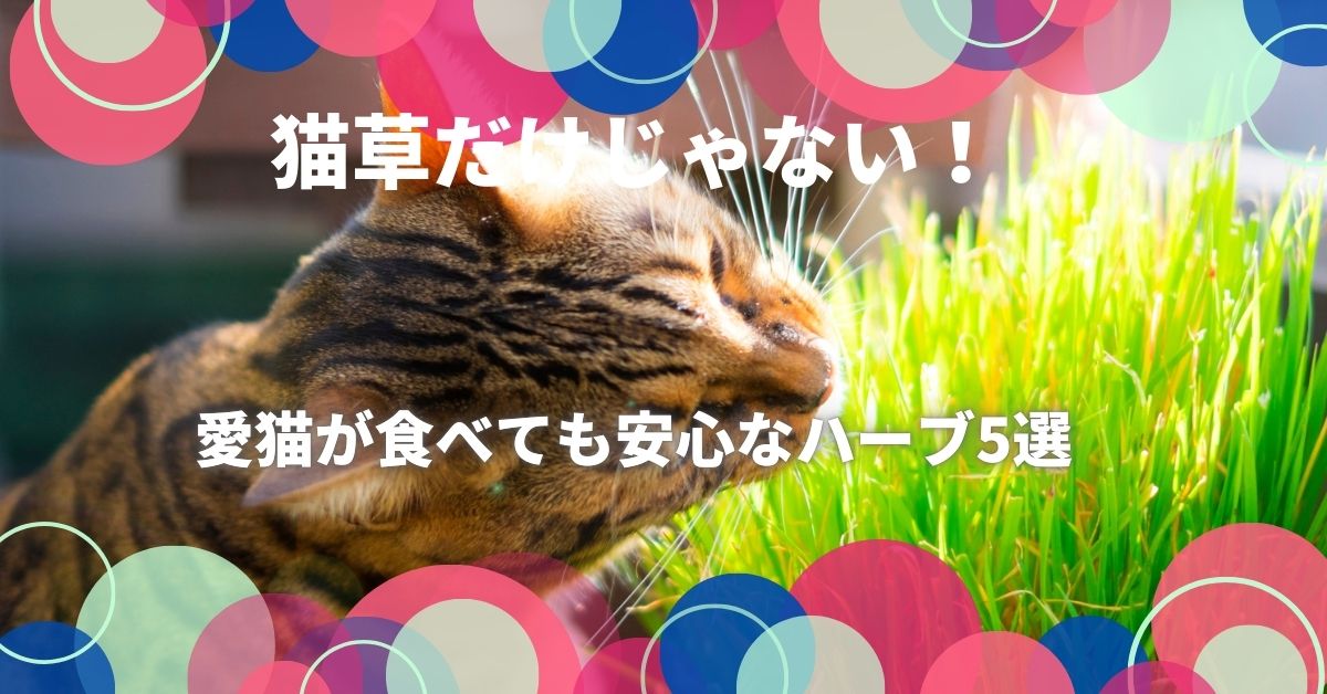 猫草だけじゃない！愛猫が食べても安心なハーブ5選｜健康へのメリットと育て方のコツ